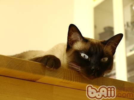 猫为什么会喜爱呆在高处 