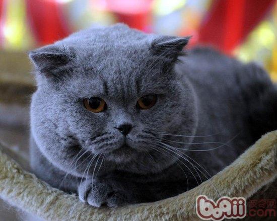 英国短毛猫该怎么养殖