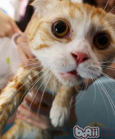 猫咪洗澡的时分要注意水温