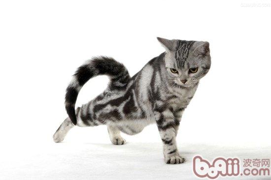 猫咪修剪尾毛的留意事项