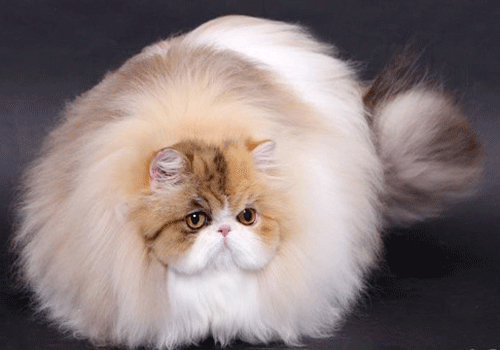 波斯猫表面特色的介绍