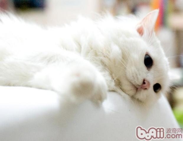 猫咪洗澡新办法之干洗