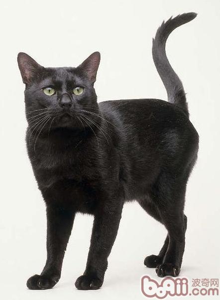 孟买猫和黑猫有什么区别