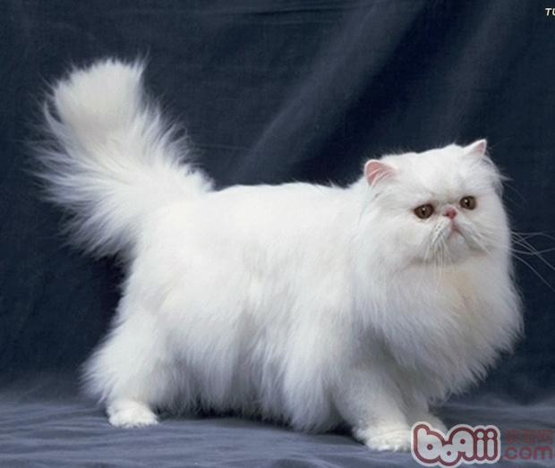 给波斯猫洗澡应该留意什么