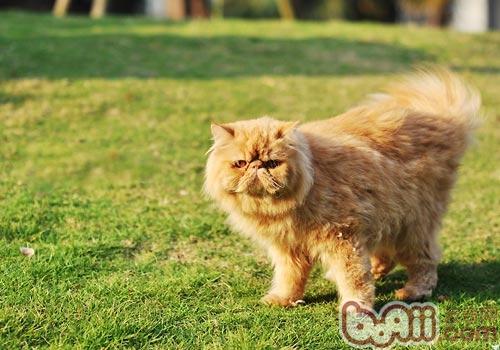 猫咪尾巴姿态大揭秘