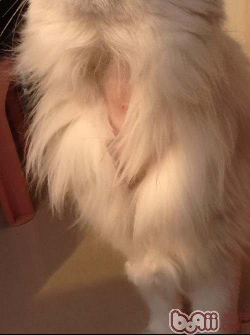 怎么缓解猫咪掉毛