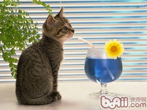 添加猫咪饮水量的办法