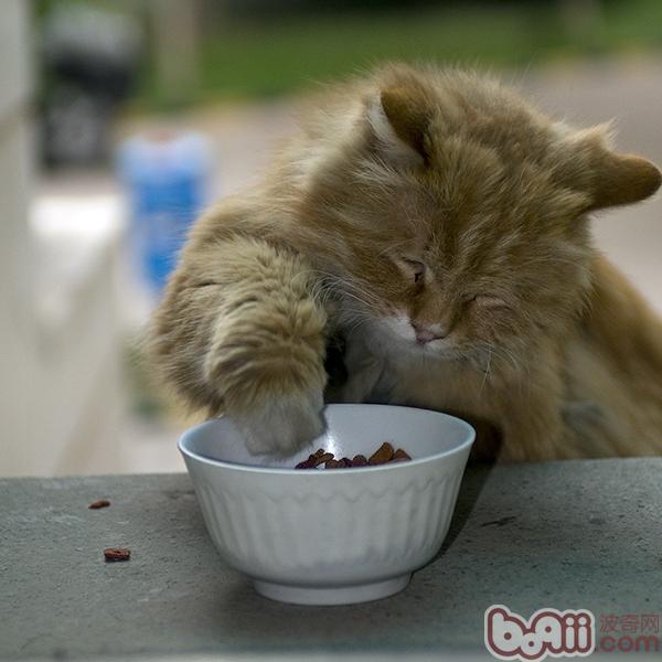 为猫咪挑选食具的办法