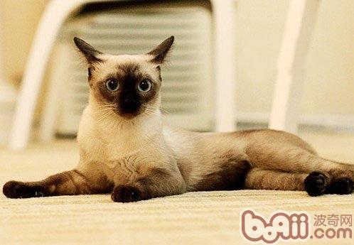 猫咪为什么会爱舔屁股