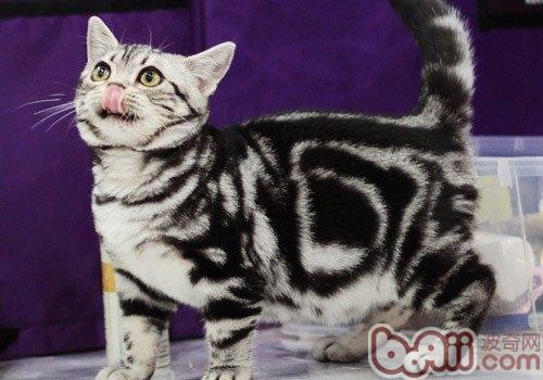 美国短毛猫的特别美容办法