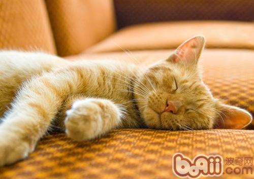 猫一天中要睡多久时刻呢