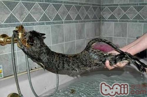 给猫咪洗澡的过程及主张