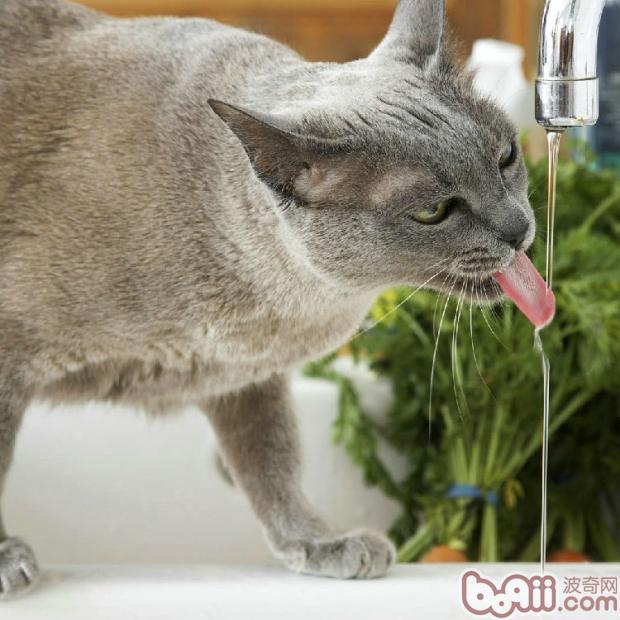 十个办法让猫咪多喝水