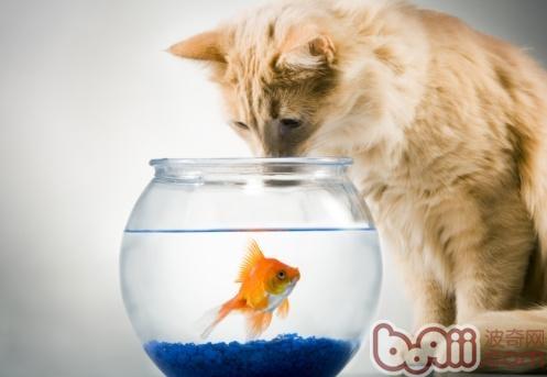 让猫咪安全吃鱼的三个好方法