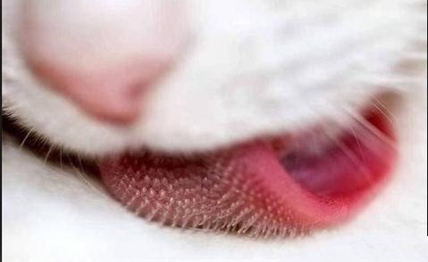 带你知道猫咪舌头的隐秘
