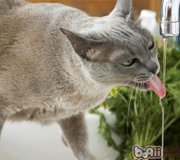 怎样判别猫咪饮水量以及怎样让猫咪多喝水