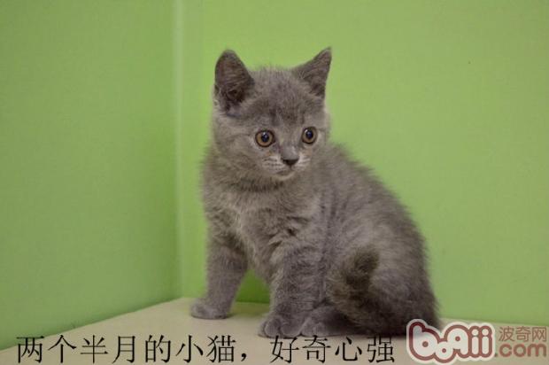 从猫咪牙齿计算猫咪年纪