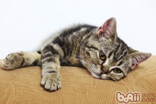 剖析猫咪的七大习性