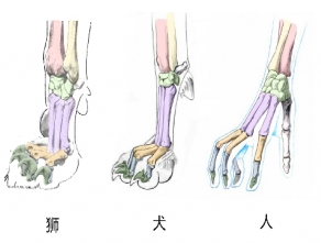 回绝残暴去爪术