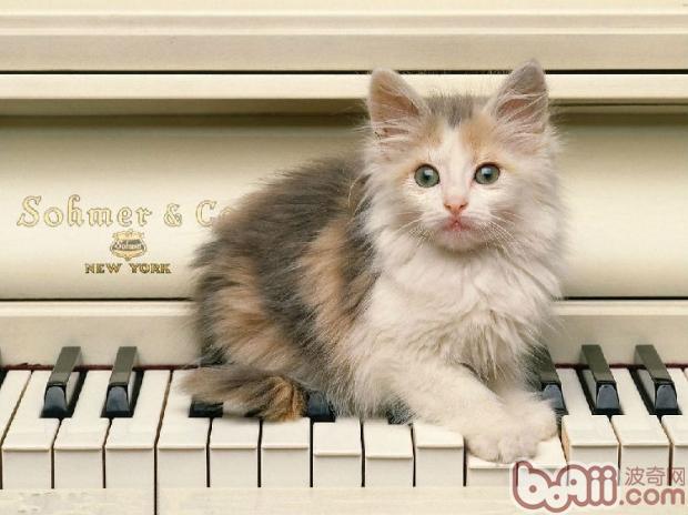 猫咪舌头效果多