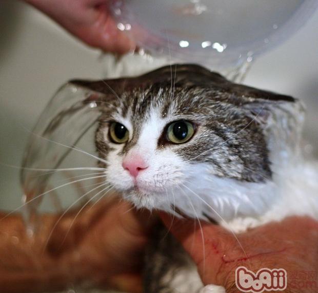 猫咪洗澡香波一定要冲刷洁净