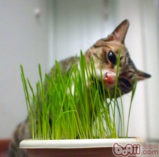 教你栽培猫草的三个办法