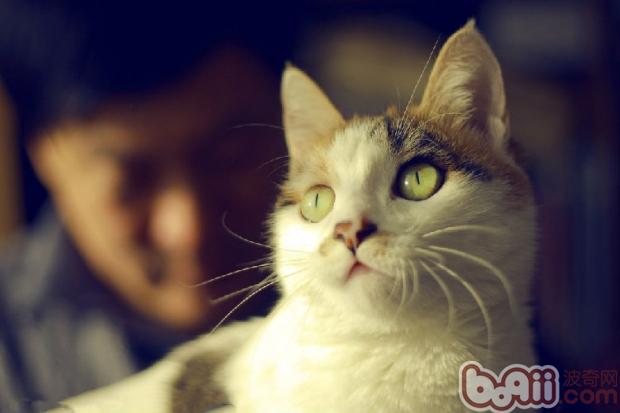 你了解猫咪表达喜爱的方法吗