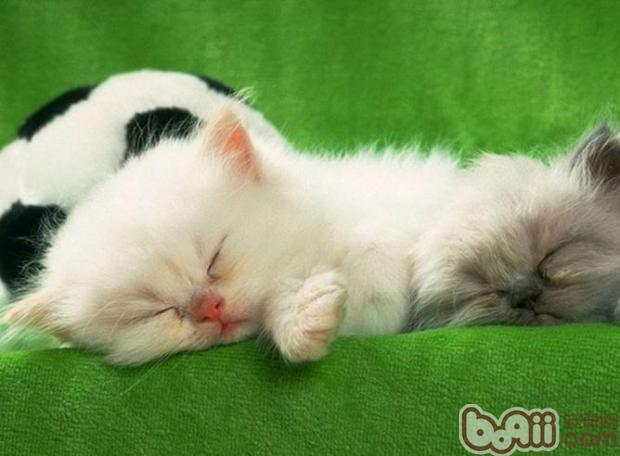 关于小猫来说喂养不宜过饱