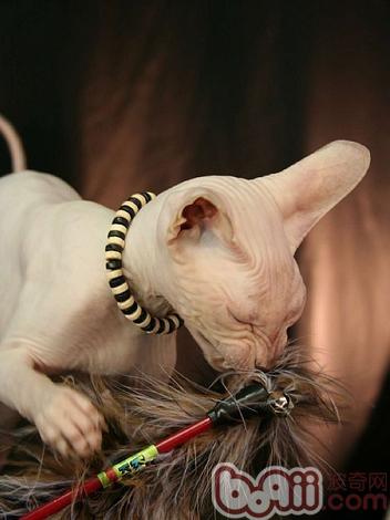 猫毛灵敏者的福音彼得秃猫