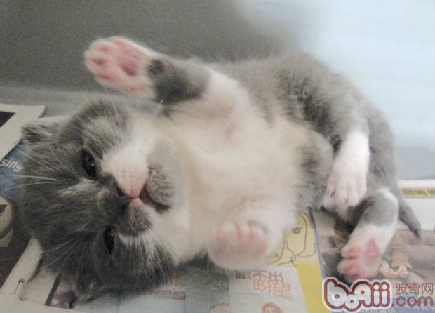 合适女生养殖的种类猫