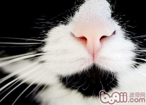 猫咪的嗅觉在日常日子中的效果