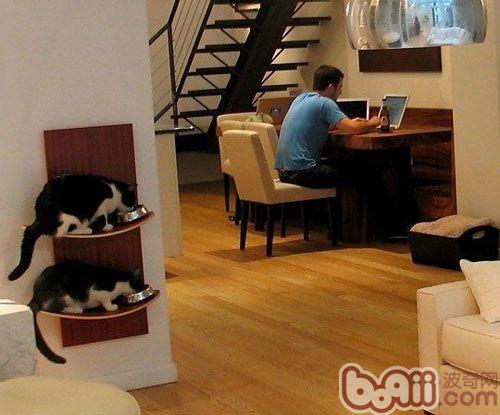 家庭环境对猫咪的潜在损伤