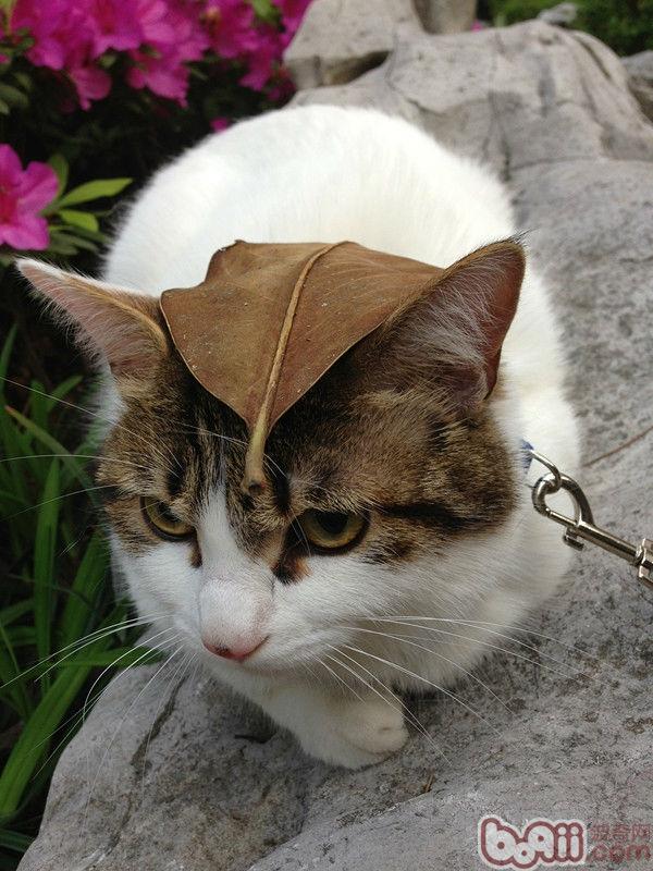 猫咪究竟需求出门遛吗