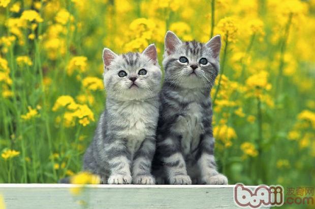 猫咪屁股能够摸吗？