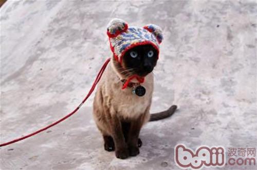 猫咪出门游览，你真的都预备好了吗？
