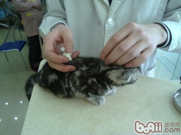 猫咪出门游览，你真的都预备好了吗？