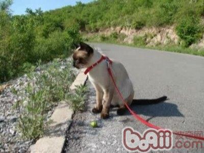 猫咪出门游览，你真的都预备好了吗？