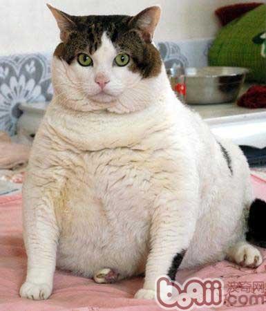 怎样判别猫咪是否过胖