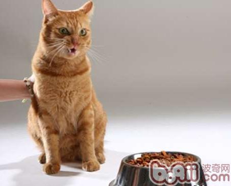 猫咪养分需求小贴士