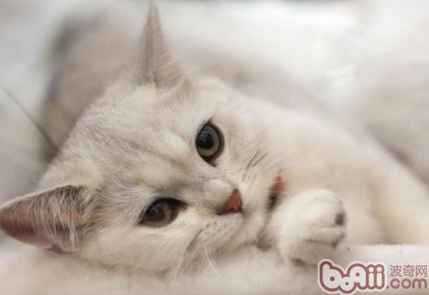 给猫咪选择玩具的三个留意点