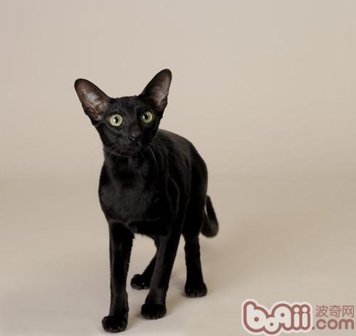 宠物猫反常饮食怎样纠正