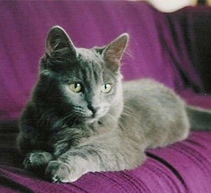 猫咪散养好仍是圈养好