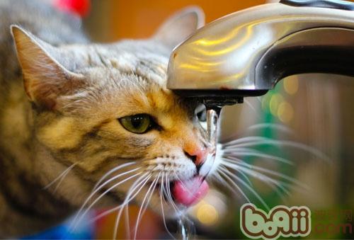 揭秘猫的超聪明喝水方法