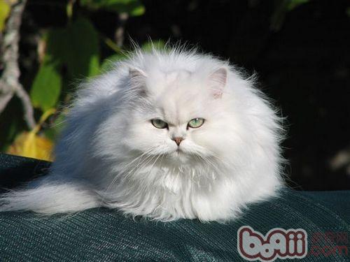 伴侣动物 猫咪是不错的挑选