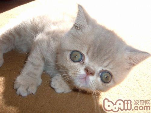 伴侣动物 猫咪是不错的挑选