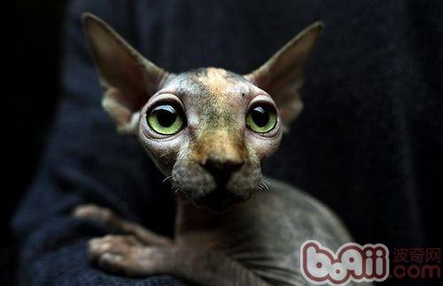 加拿大无毛猫怎样养殖