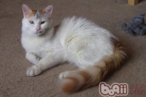 土耳其梵猫的性情特征