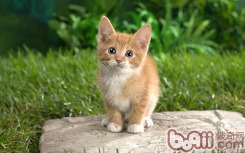 猫咪迷路，家长怎么防备