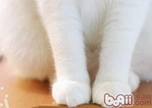猫咪爪部护理的重要性