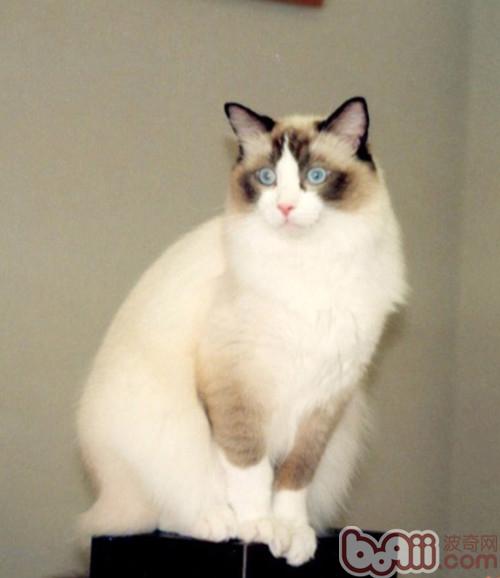 猫咪的典型行为特征剖析